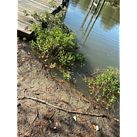 King tide image